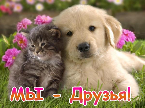 http://www.supertosty.ru/images/cards/drujba_02.jpg