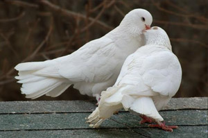 Международный день мира - 21 сентября. фото голуби